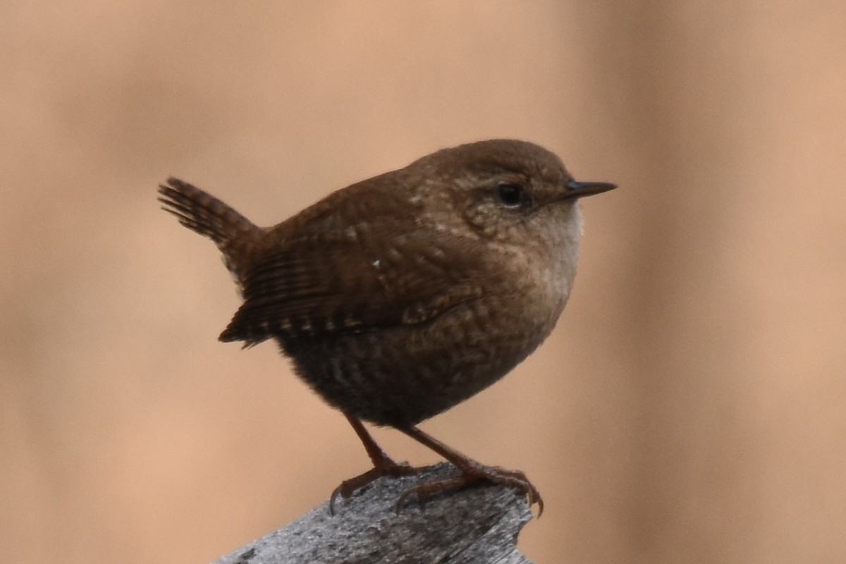 Winter Wren - ML645959350