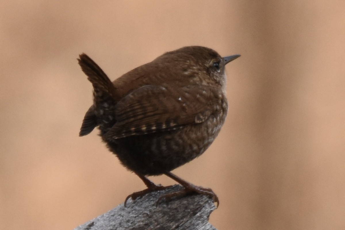 Winter Wren - ML645959351