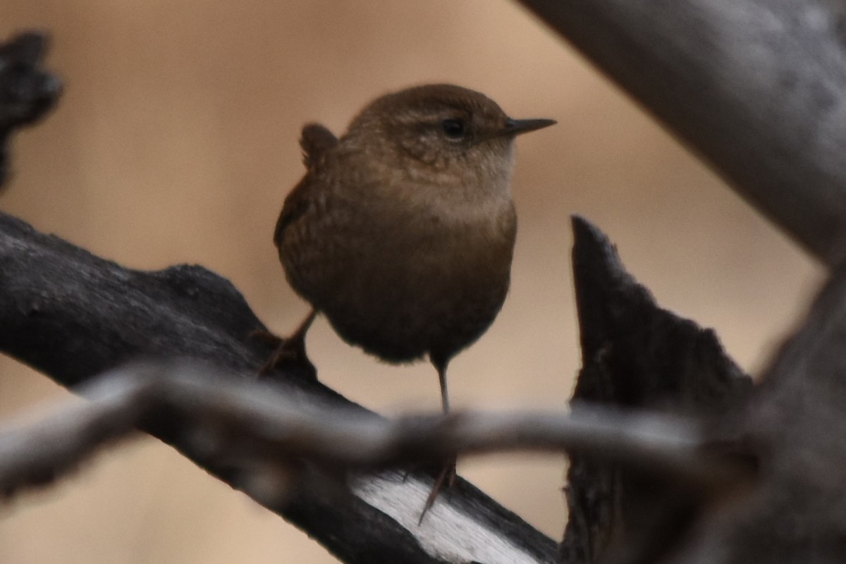 Winter Wren - ML645959352