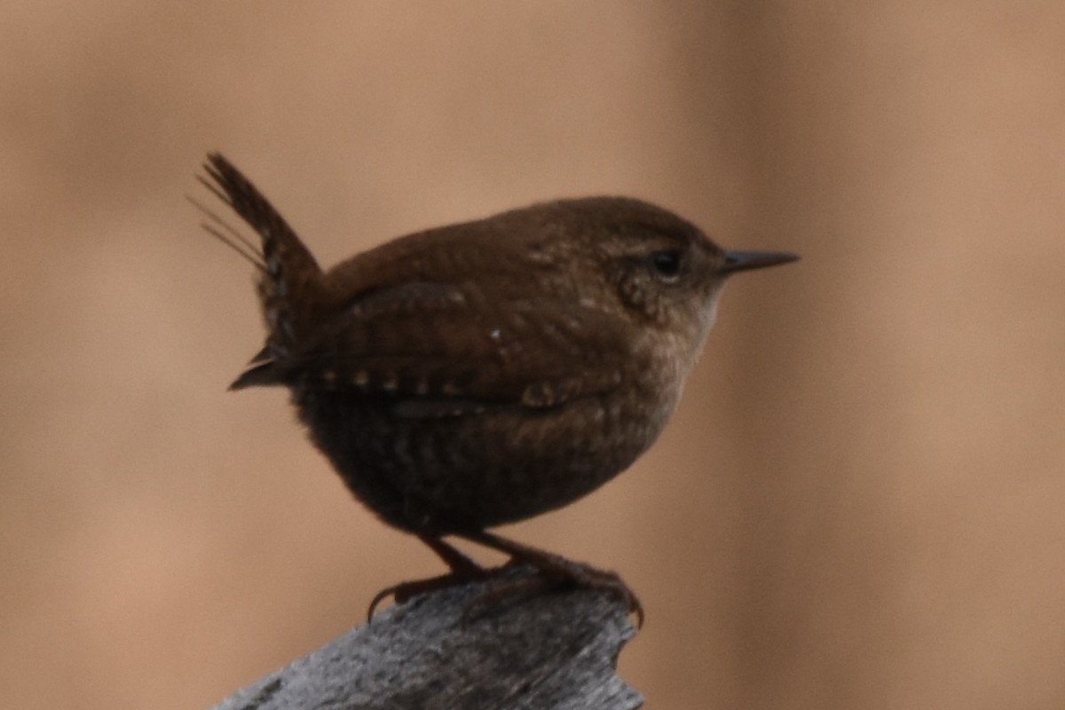 Winter Wren - ML645959353