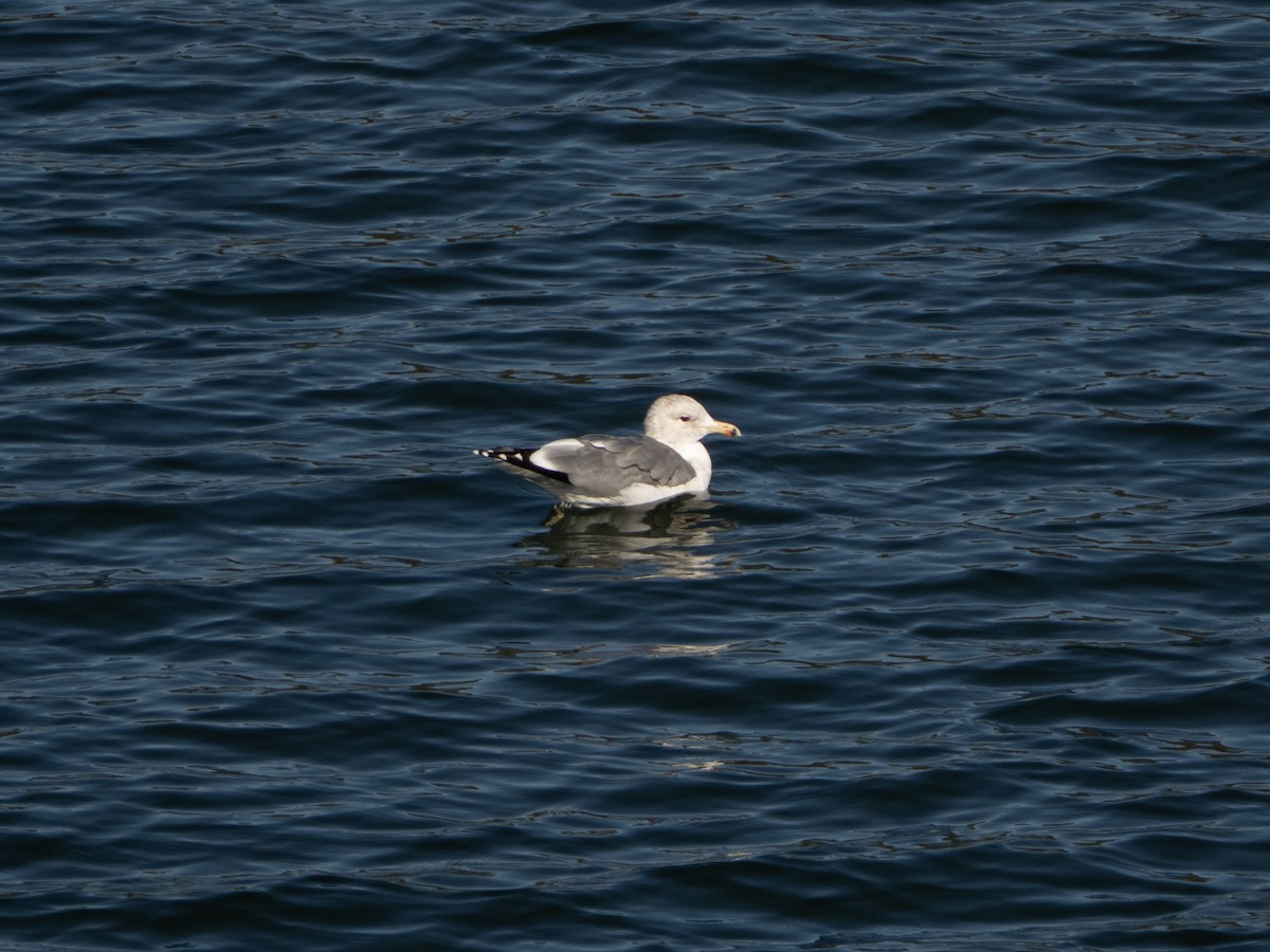 racek jezerní - ML645959354