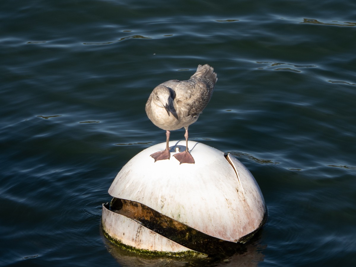 racek šedokřídlý - ML645959364