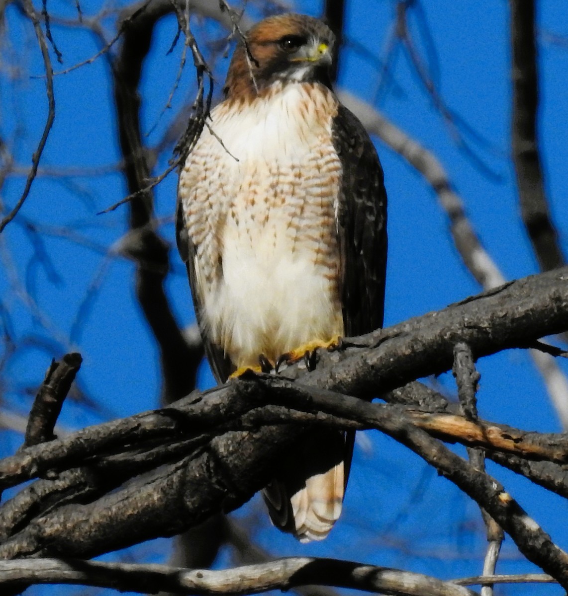 Red-tailed Hawk - ML645959365