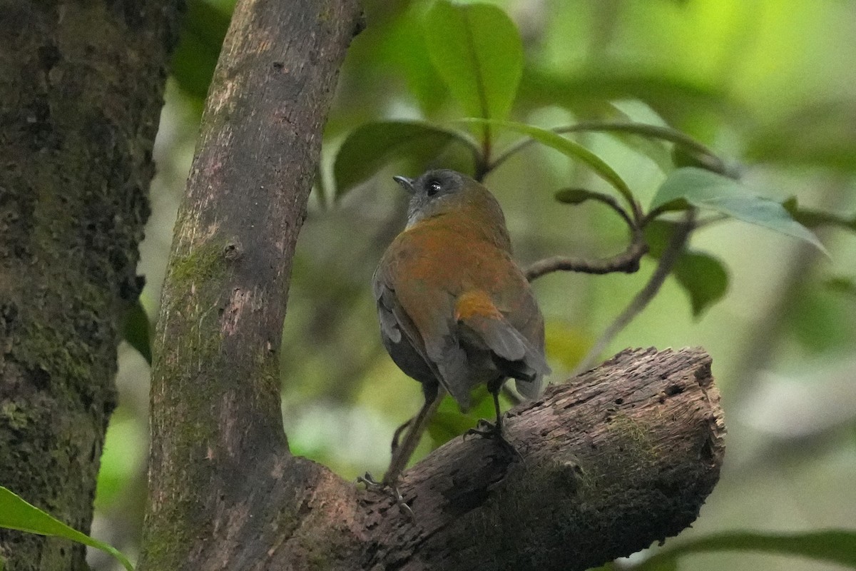 Black-billed Nightingale-Thrush - ML645959368