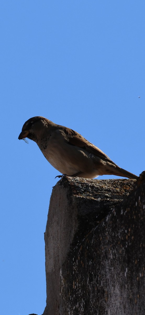 דרור הבית - ML645959369