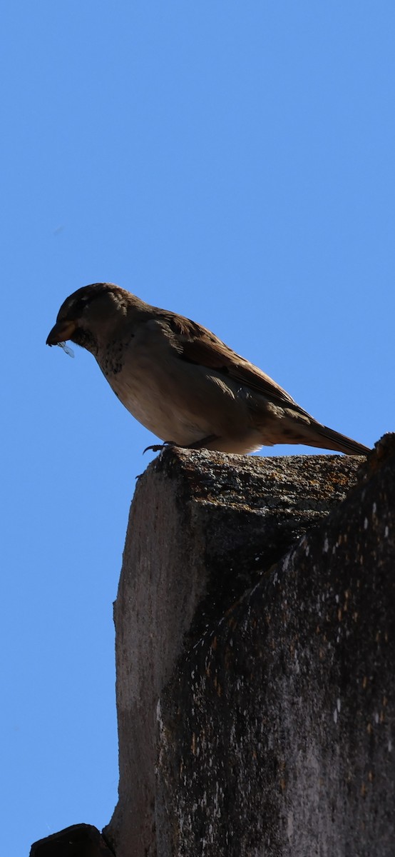 דרור הבית - ML645959370