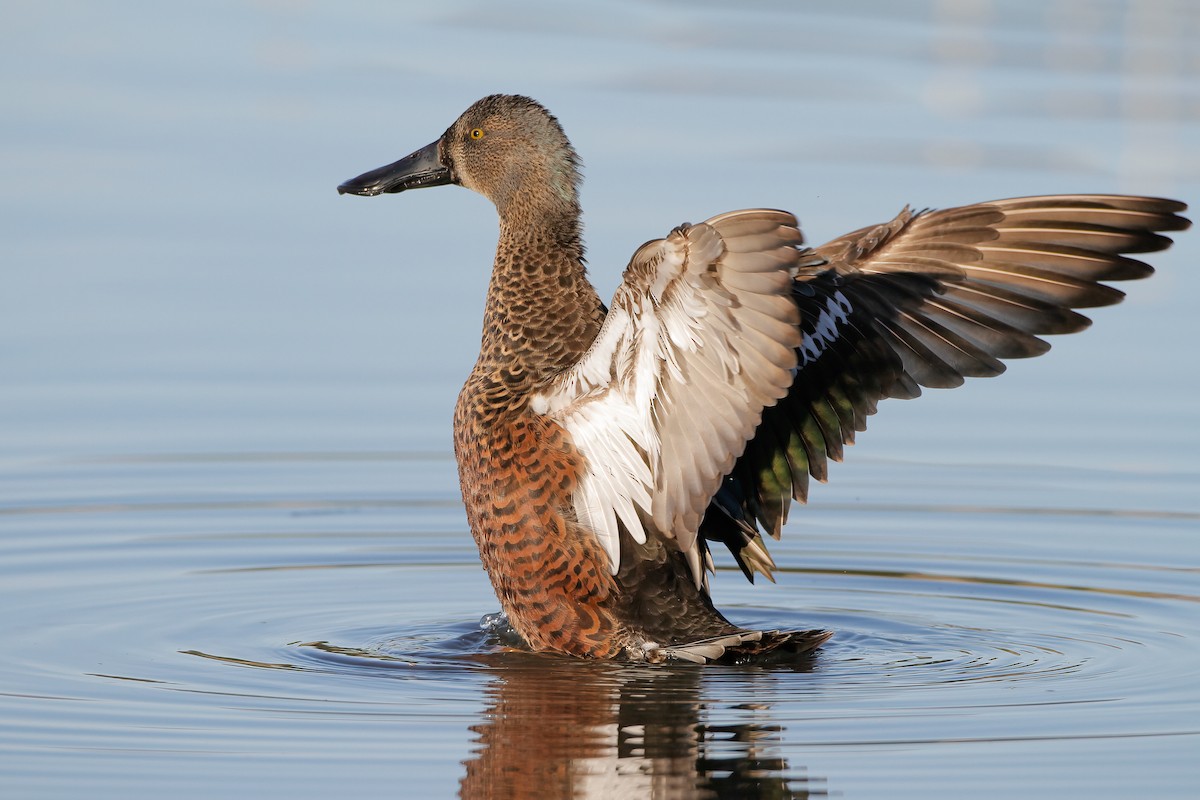 ミカヅキハシビロガモ - ML645959371