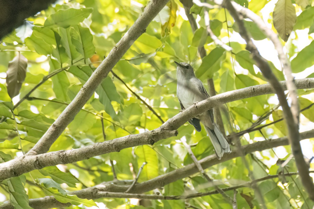 Gray Tit-Flycatcher - ML645959376