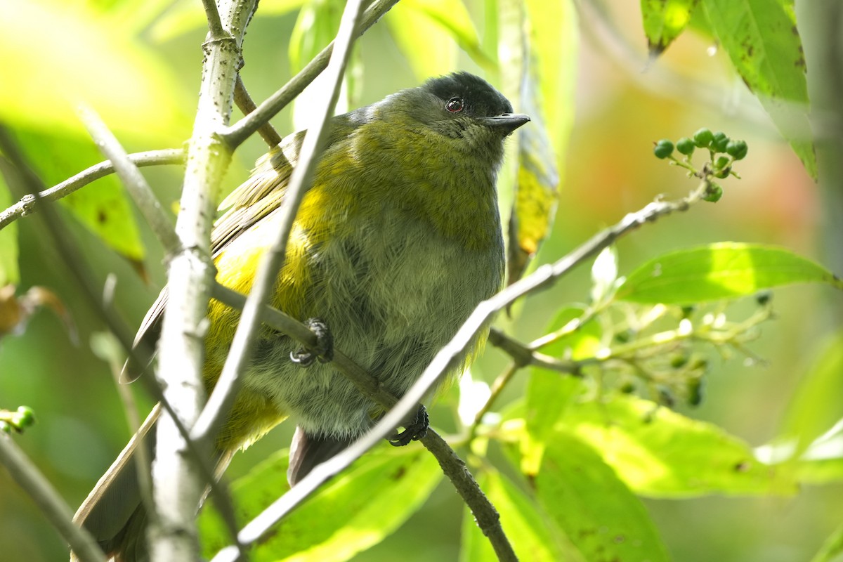 Black-and-yellow Silky-flycatcher - ML645959410