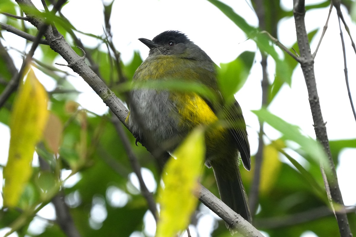 Black-and-yellow Silky-flycatcher - ML645959411