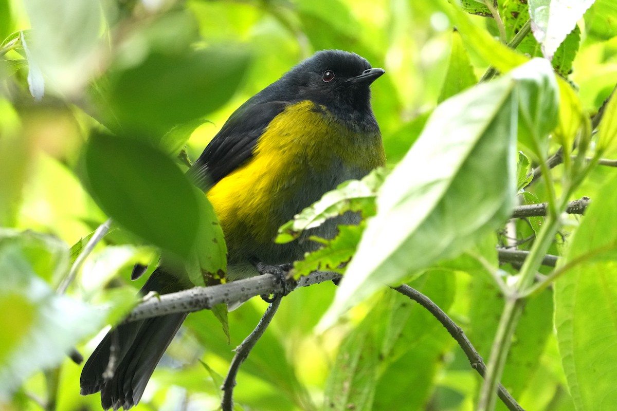 Black-and-yellow Silky-flycatcher - ML645959412