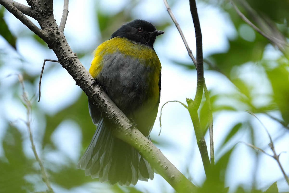 Black-and-yellow Silky-flycatcher - ML645959413