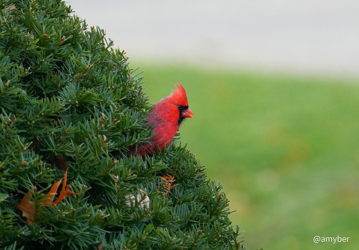 Northern Cardinal - ML645959415