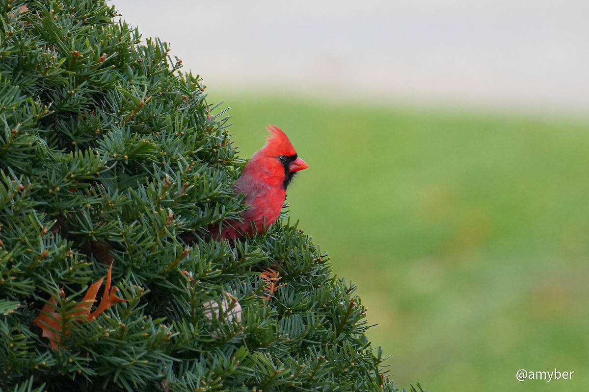 Northern Cardinal - ML645959416
