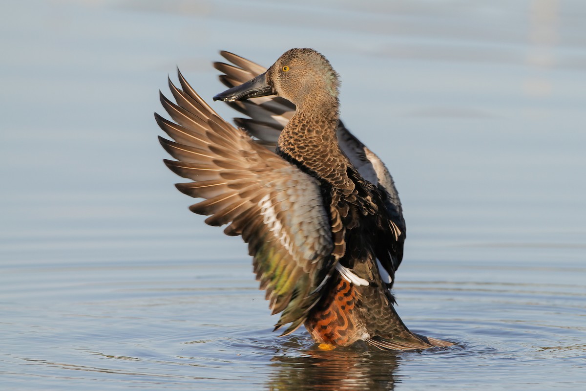 ミカヅキハシビロガモ - ML645959418
