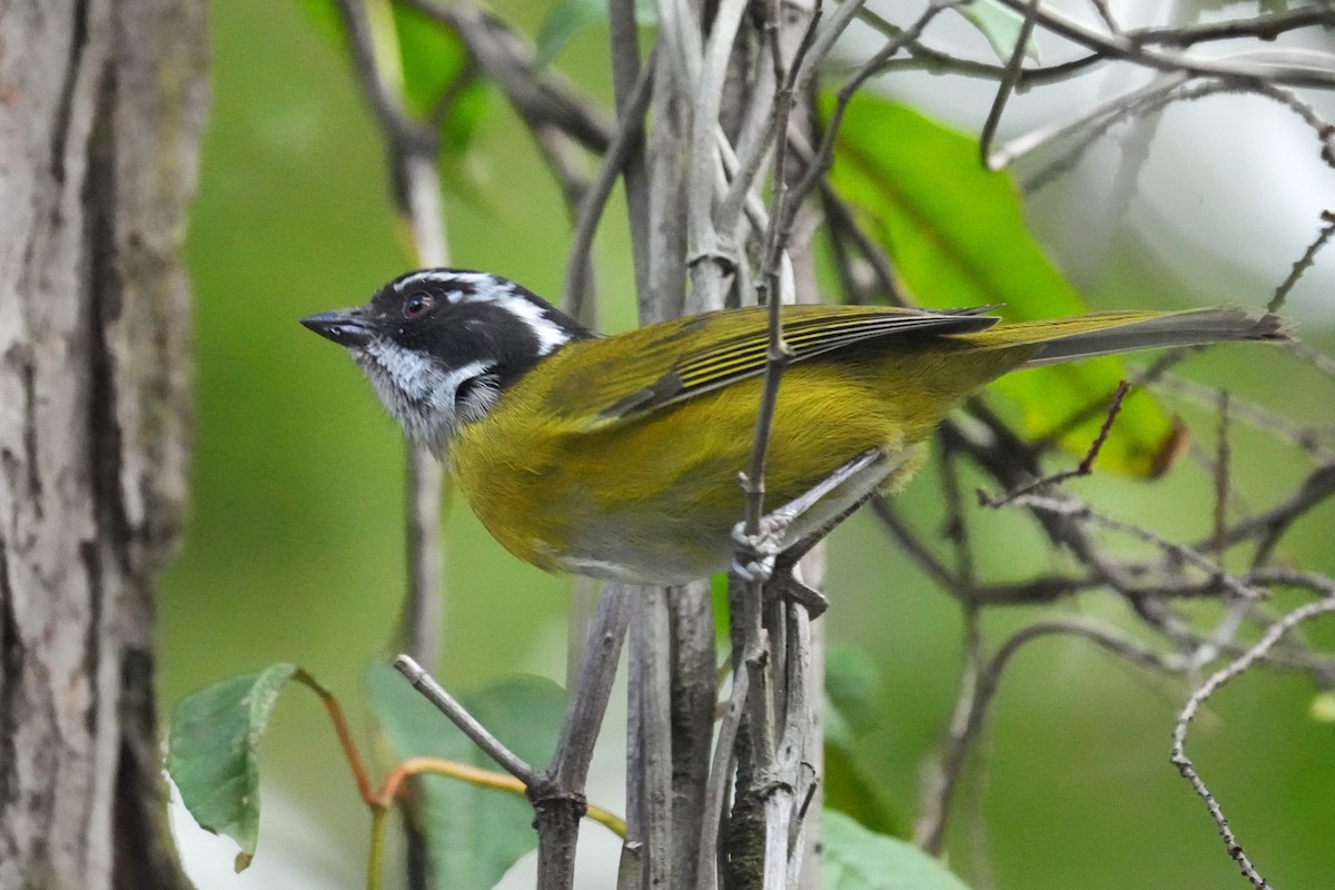 Sooty-capped Chlorospingus - ML645959423
