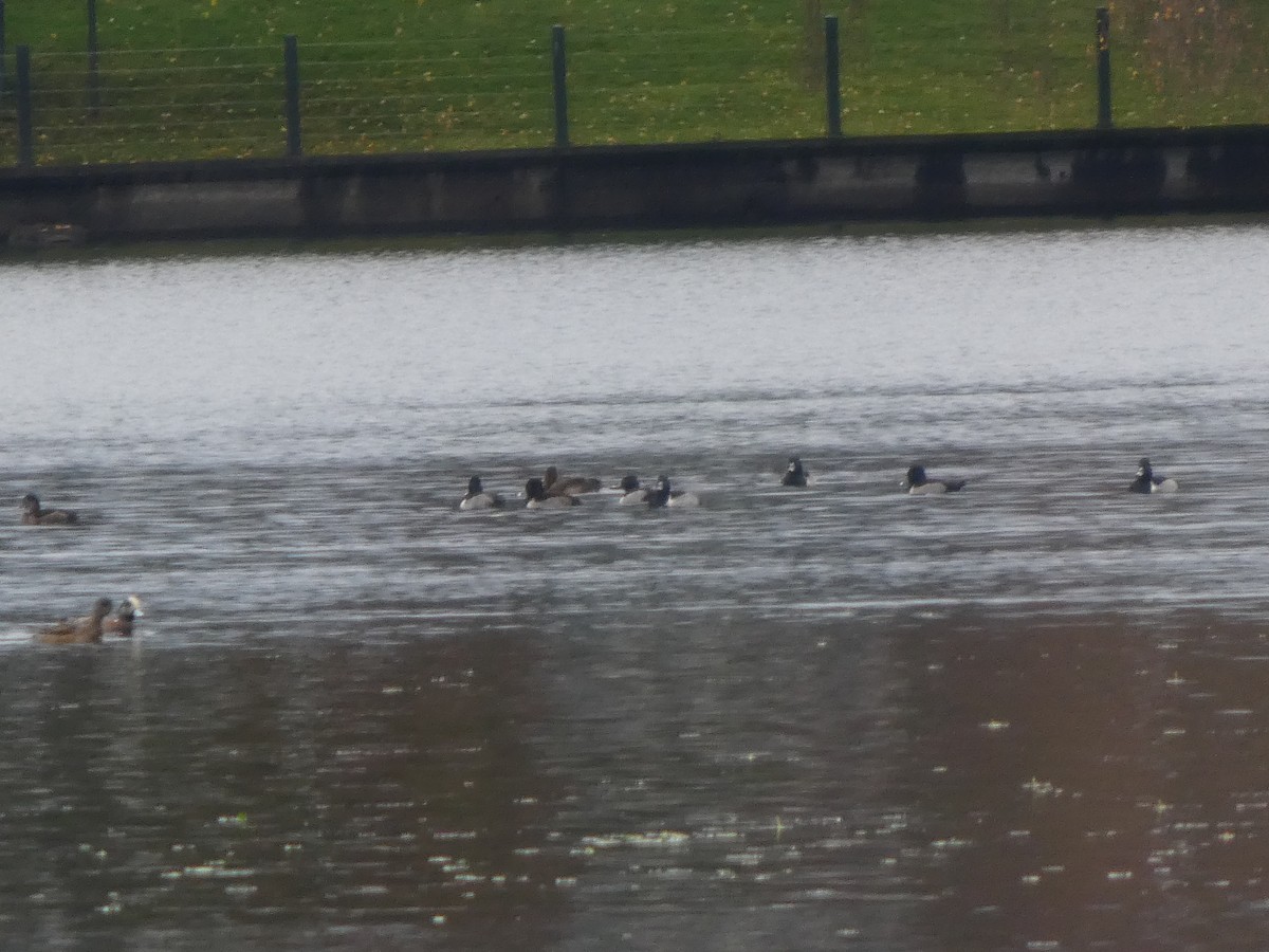 Ring-necked Duck - ML645959432