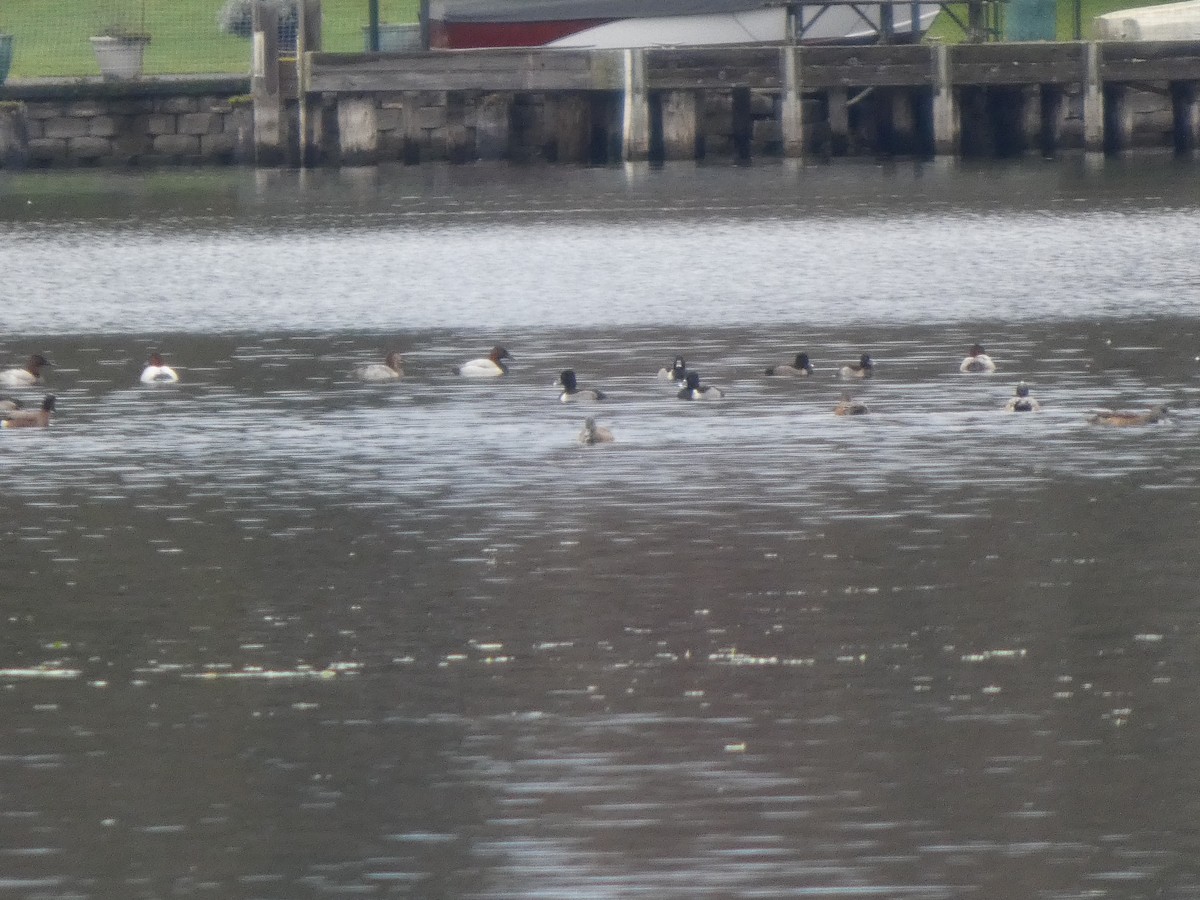 Ring-necked Duck - ML645959433