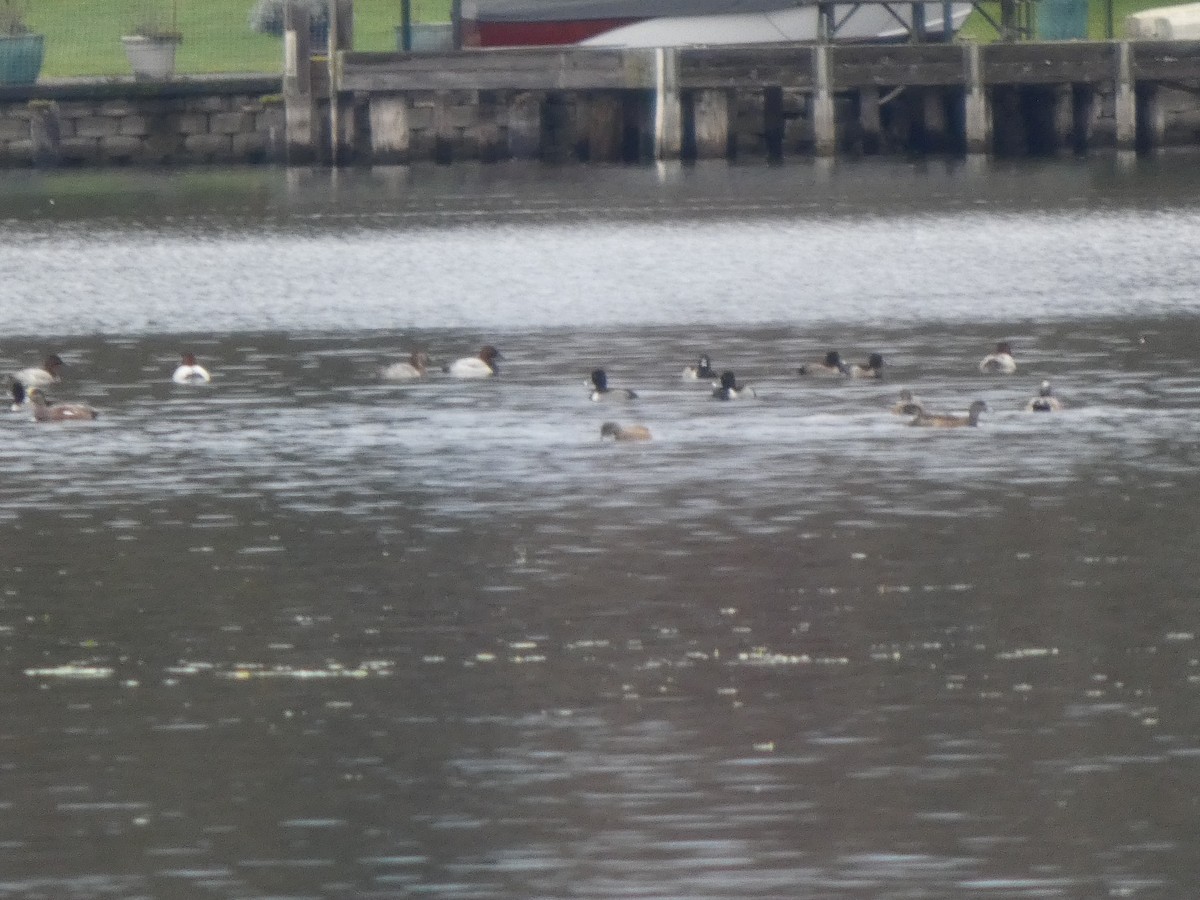 Ring-necked Duck - ML645959434