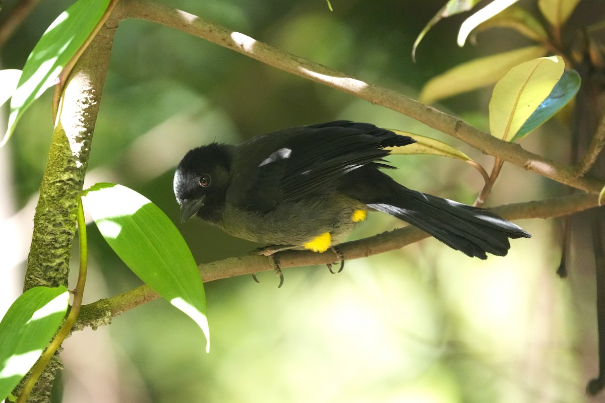 Yellow-thighed Brushfinch - ML645959441