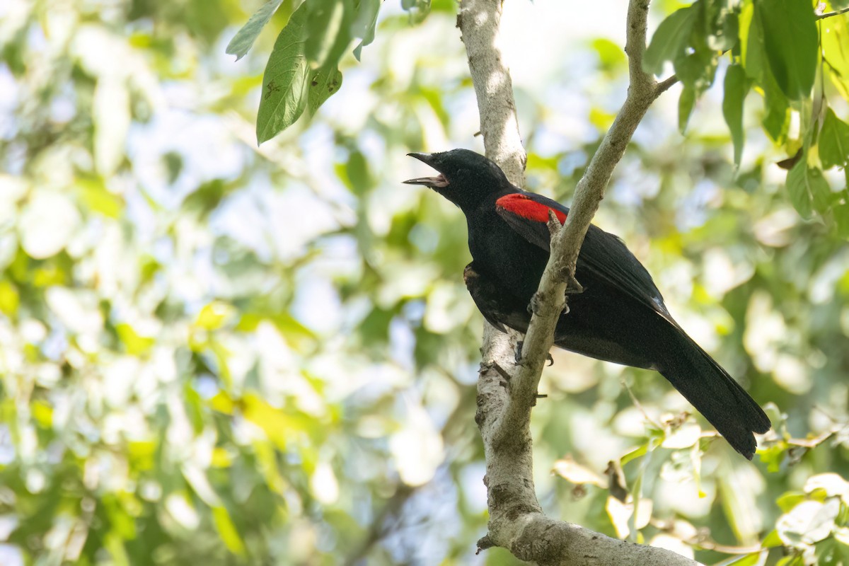 Al Omuzlu Tırtılyiyen - ML645959446