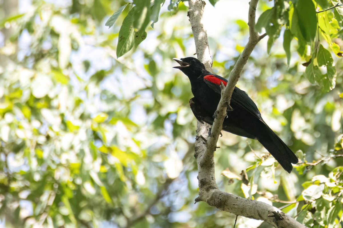 Al Omuzlu Tırtılyiyen - ML645959447