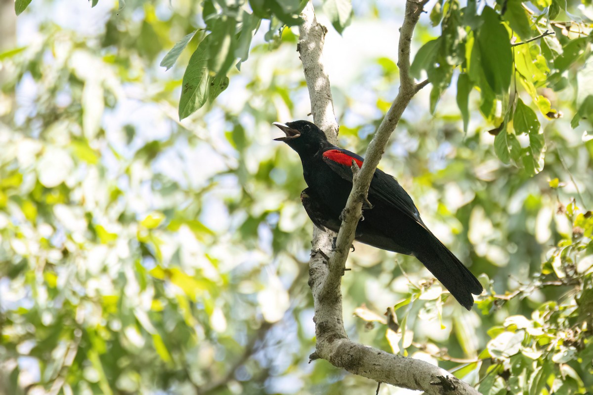 Al Omuzlu Tırtılyiyen - ML645959448