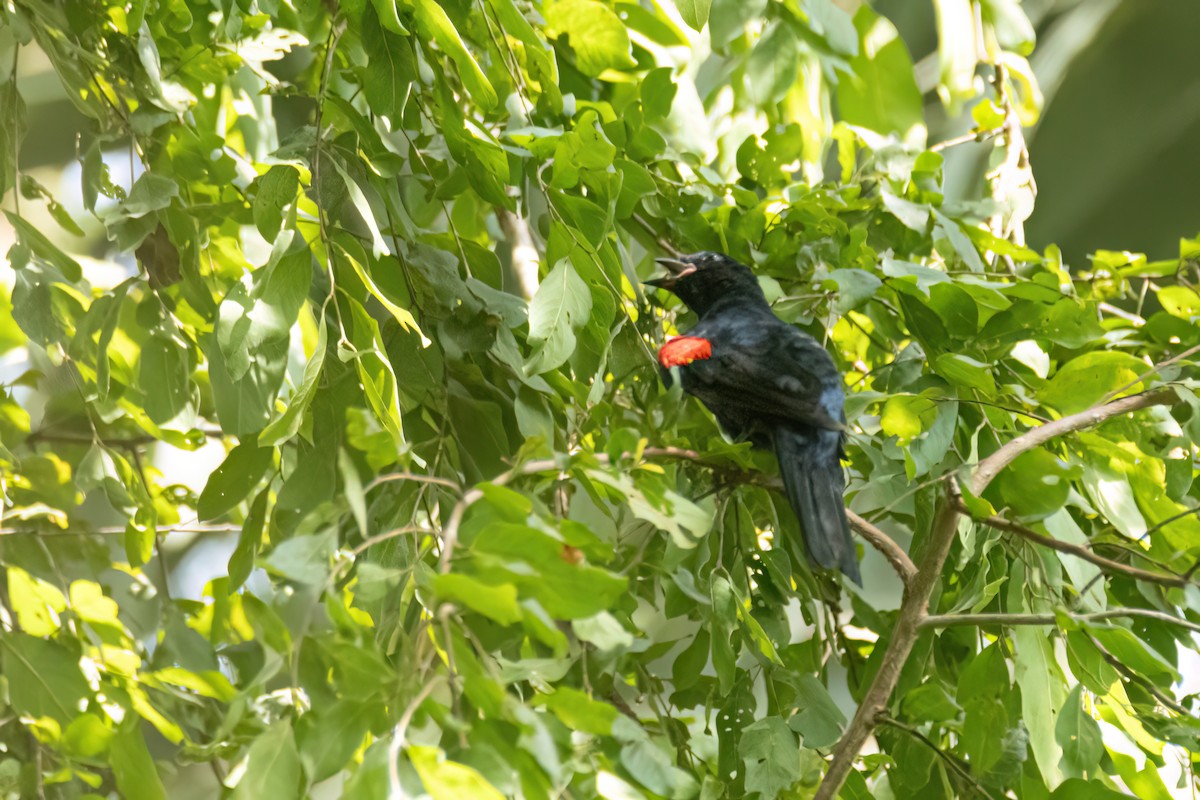 Al Omuzlu Tırtılyiyen - ML645959449