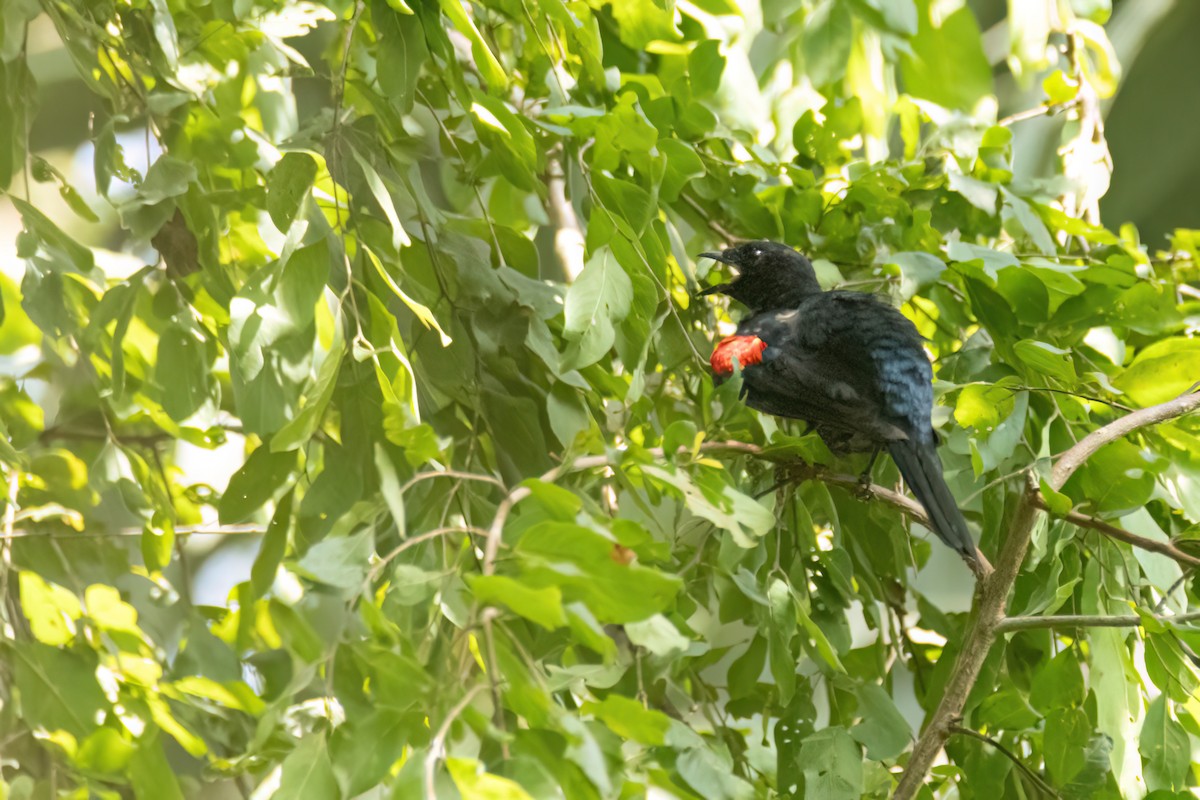 Al Omuzlu Tırtılyiyen - ML645959450