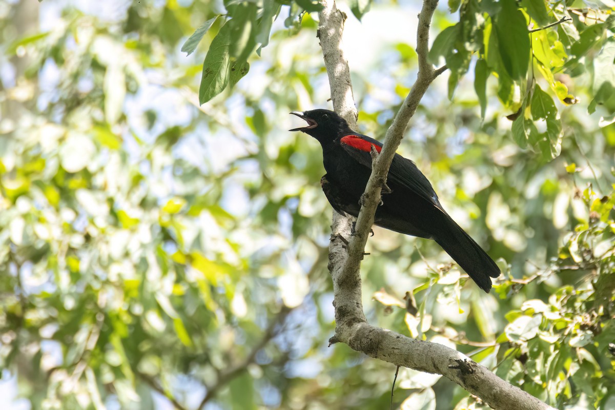 Al Omuzlu Tırtılyiyen - ML645959452