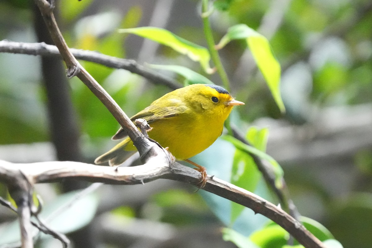 Wilson's Warbler - ML645959459
