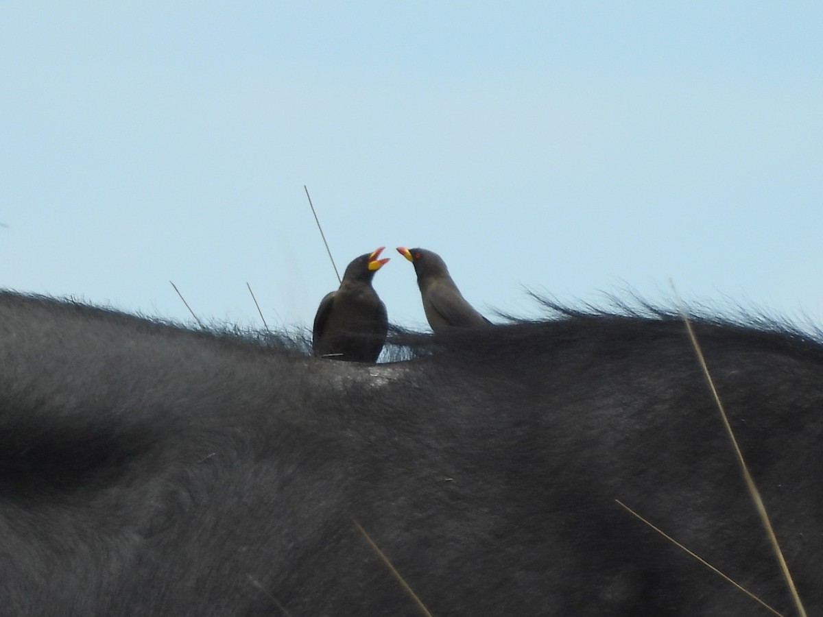 Yellow-billed Oxpecker - ML645959468