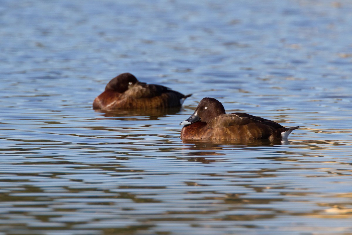 Чернь австралійська - ML645959473