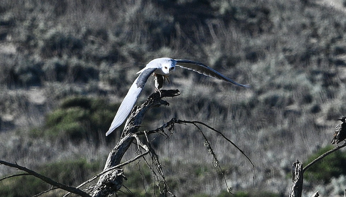 White-tailed Kite - ML645959480