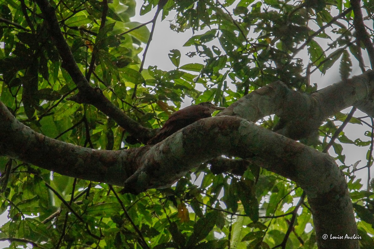 Дереволаз білогорлий - ML645959484