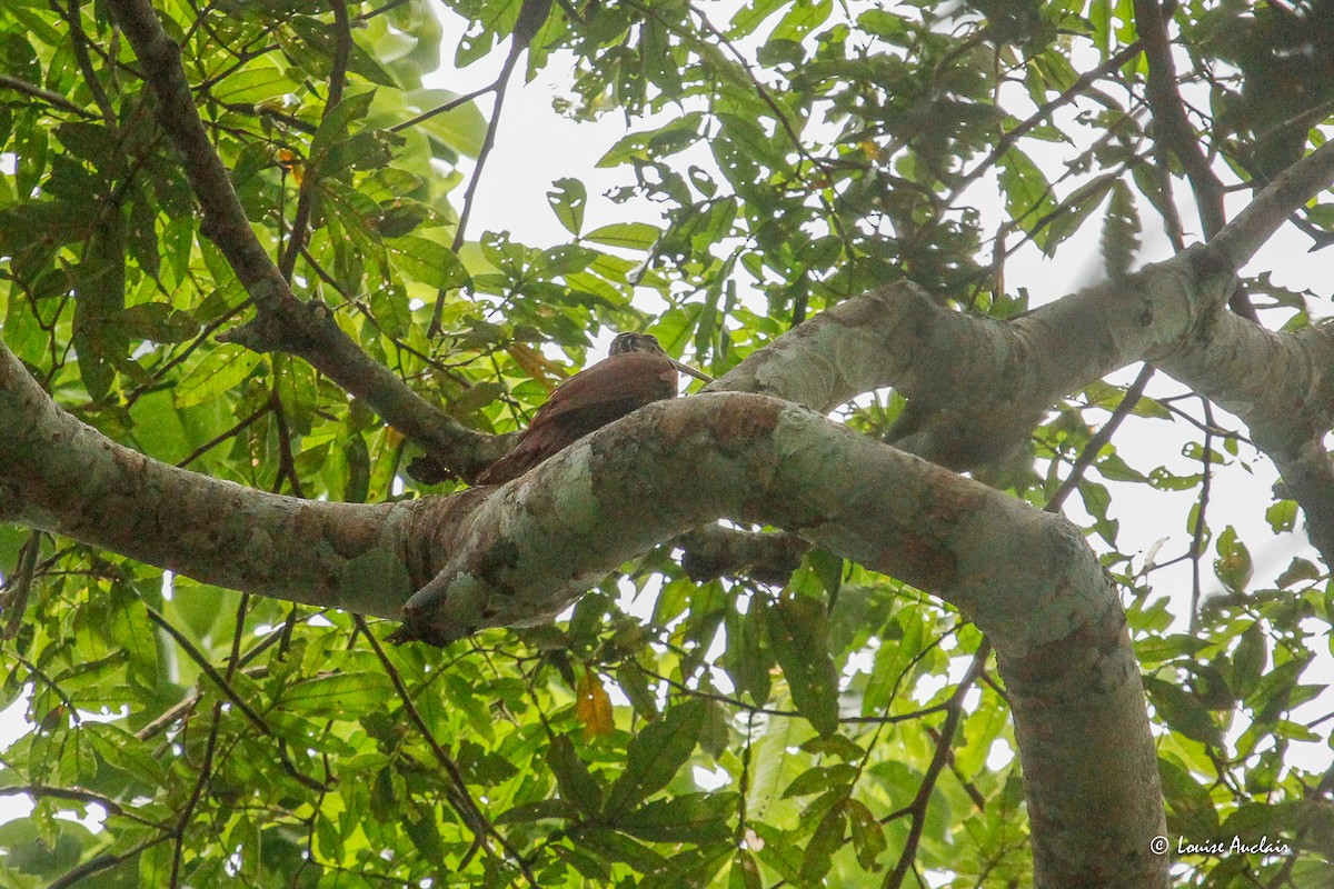 Дереволаз білогорлий - ML645959485