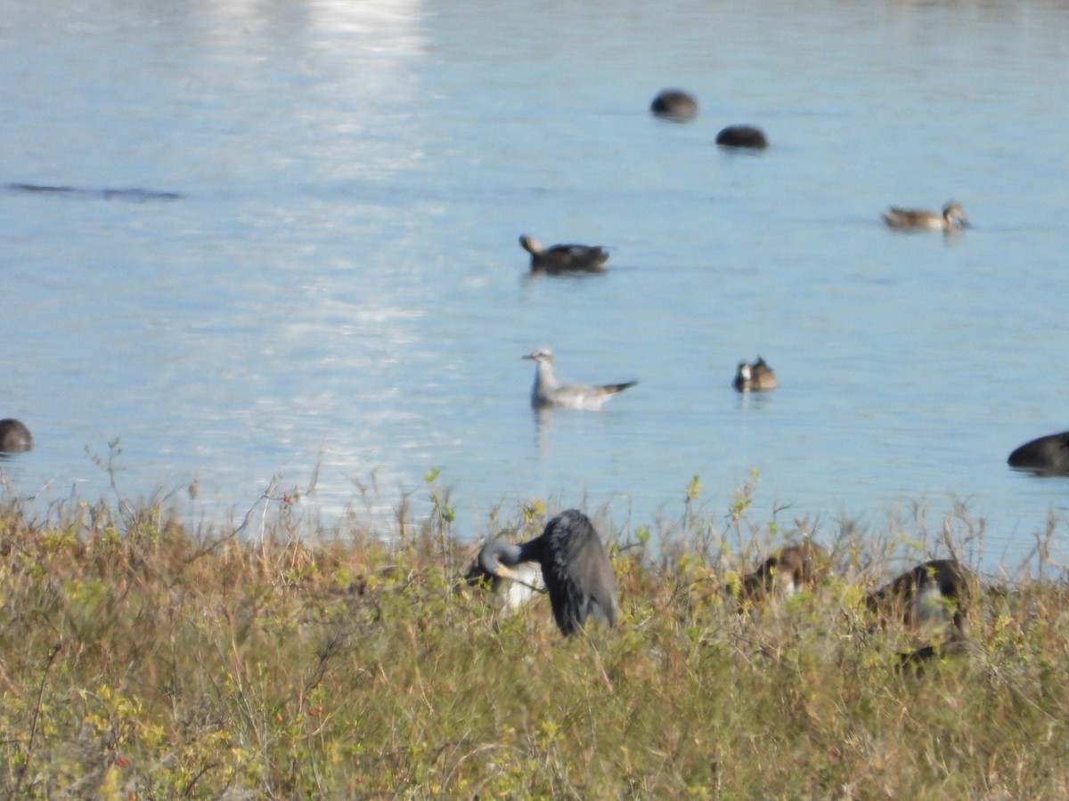 American Herring Gull - ML645959490