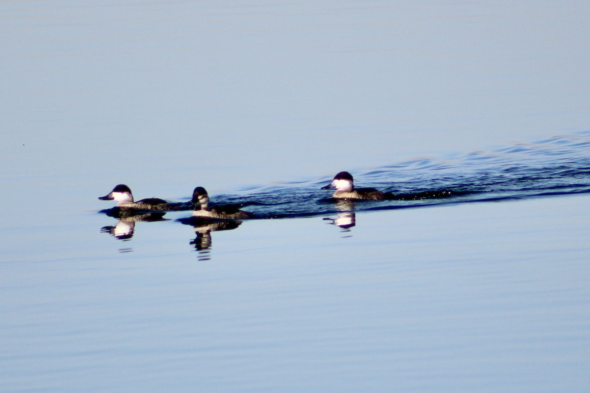 Савка американська - ML645959495