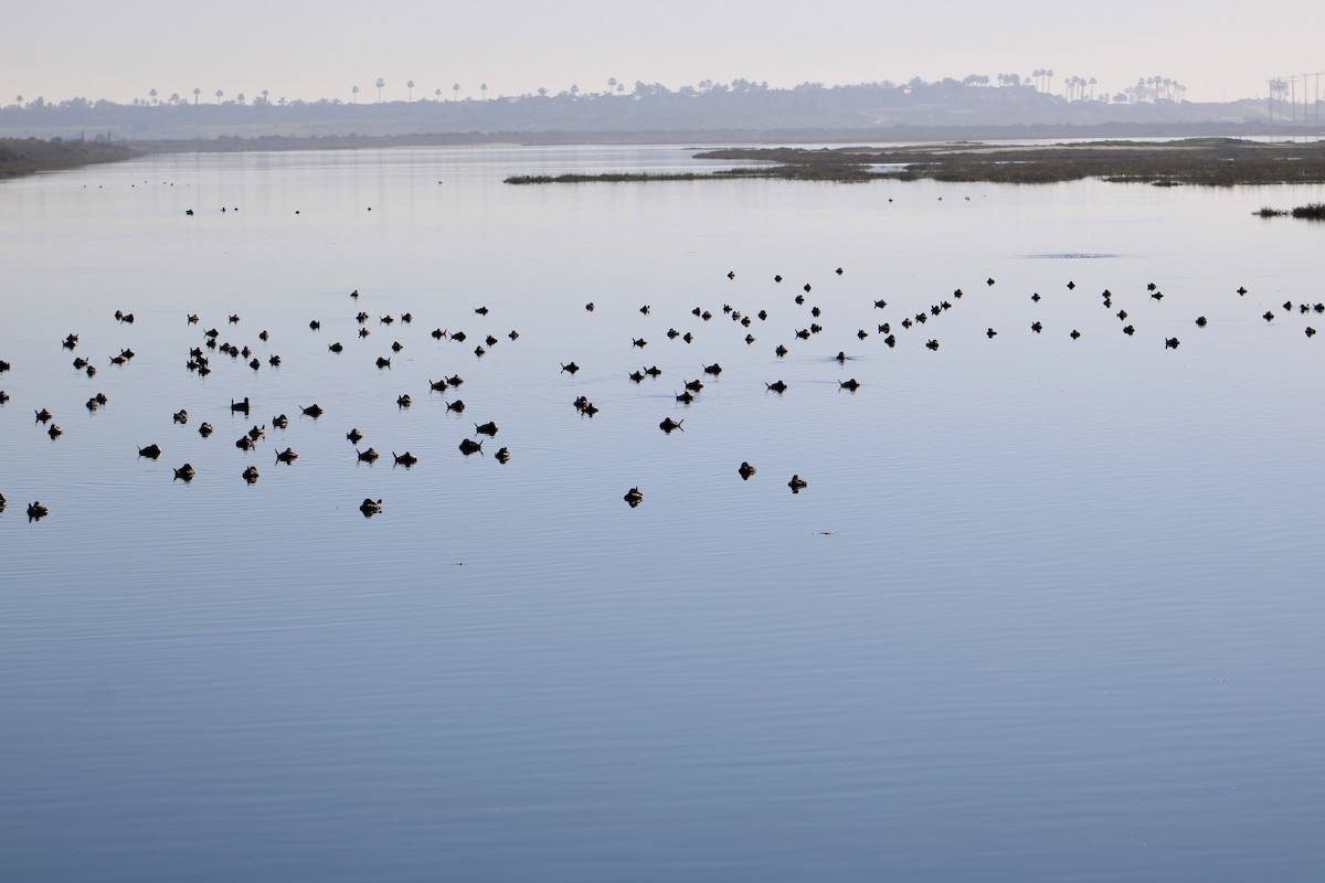 Савка американська - ML645959496