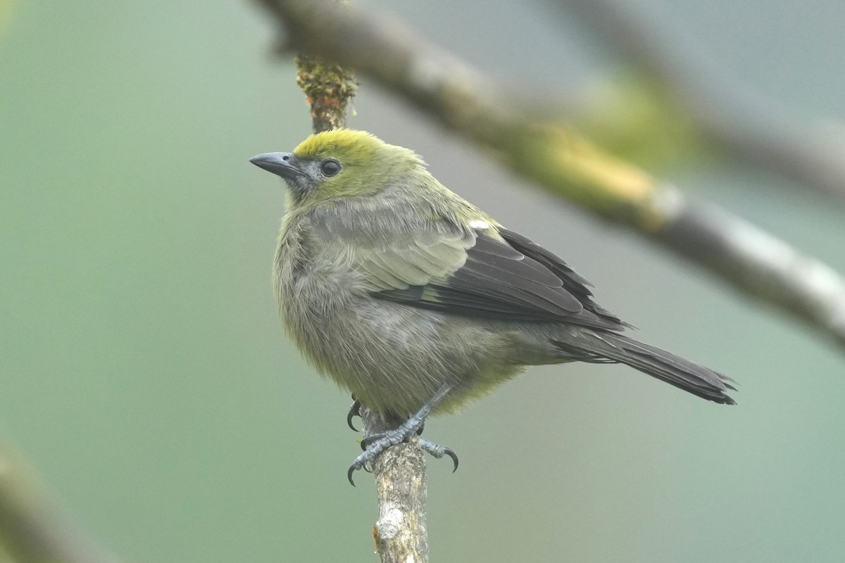 Саяка пальмова - ML645959501