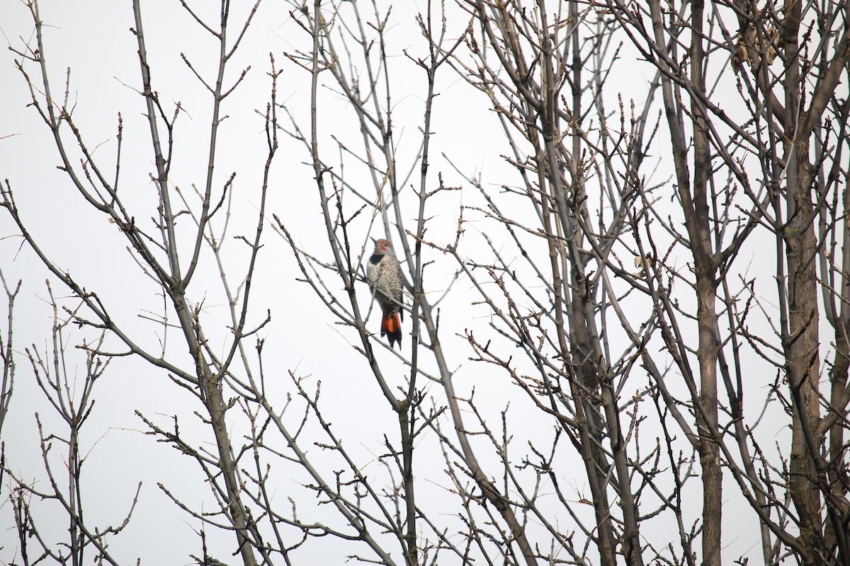 Декол золотистий - ML645959502