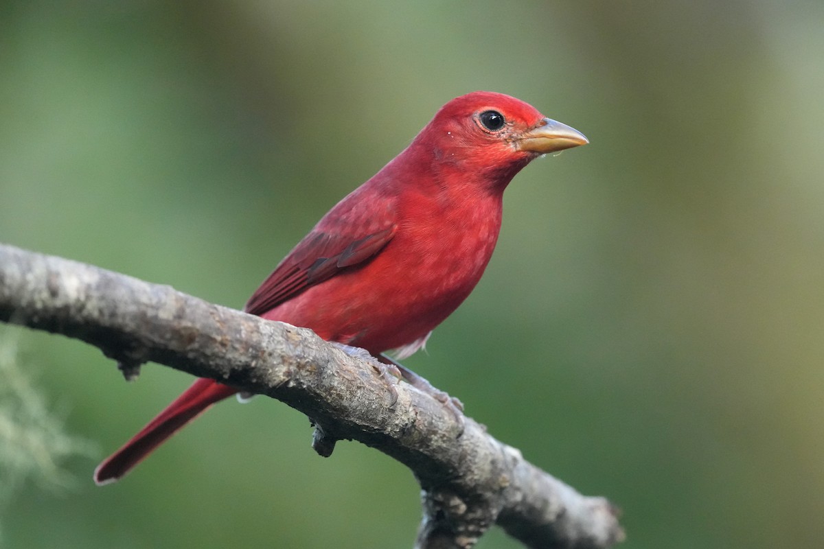 Піранга пломениста - ML645959504