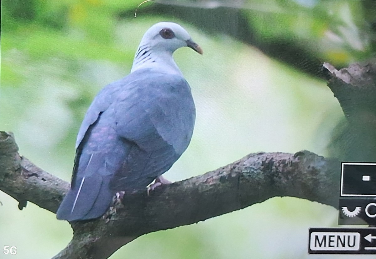 Голуб сивоголовий - ML645959506