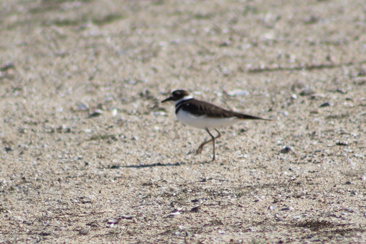 Пісочник крикливий - ML645959507