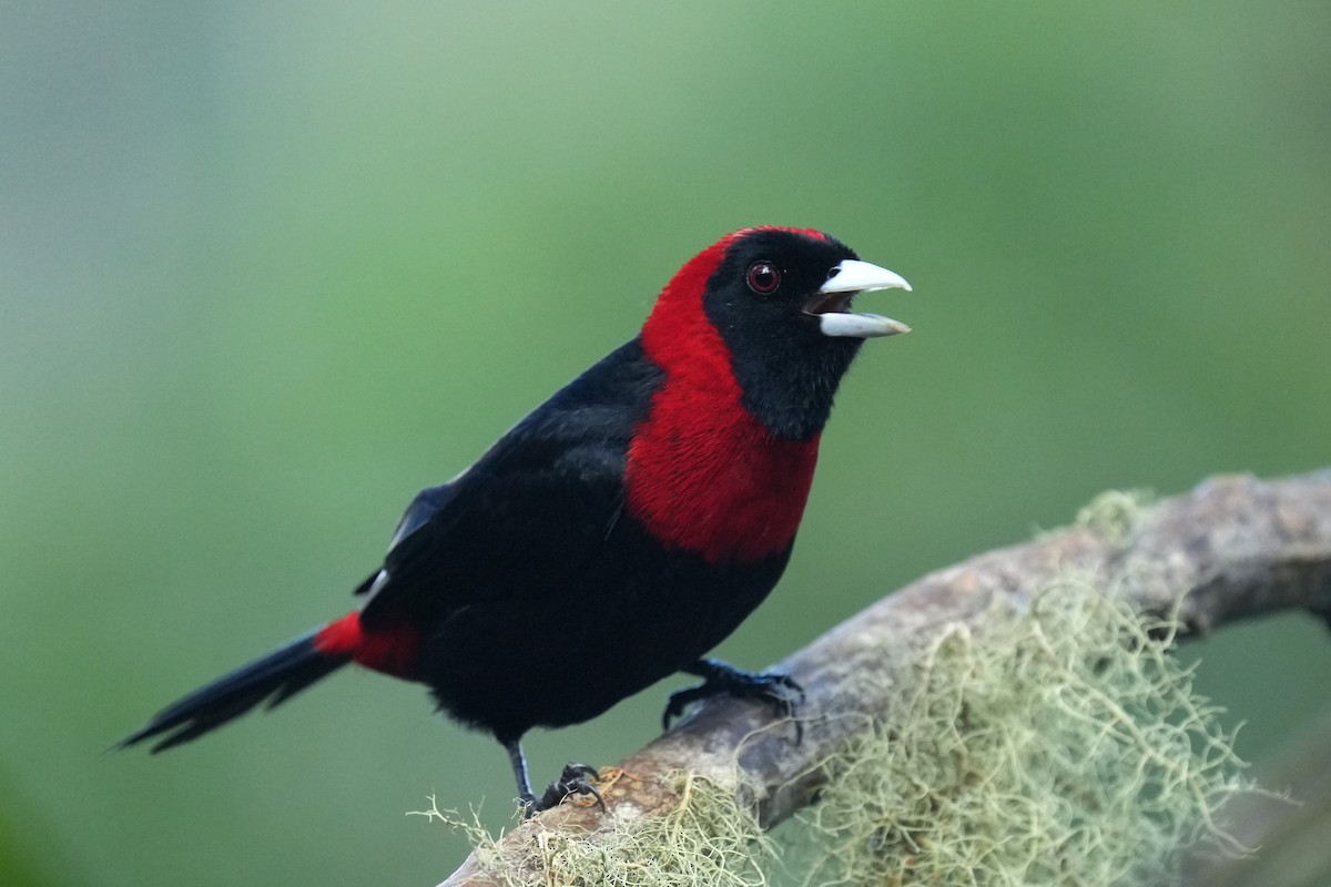 Тапіранга білодзьоба - ML645959508