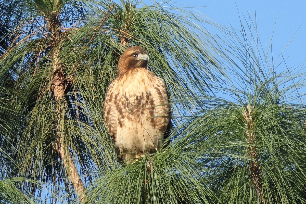 Канюк неоарктичний - ML645959509