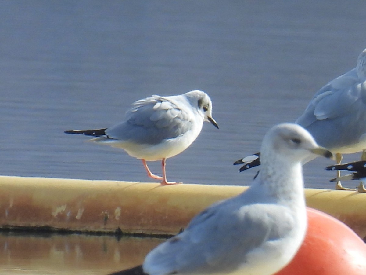 Мартин канадський - ML645959510