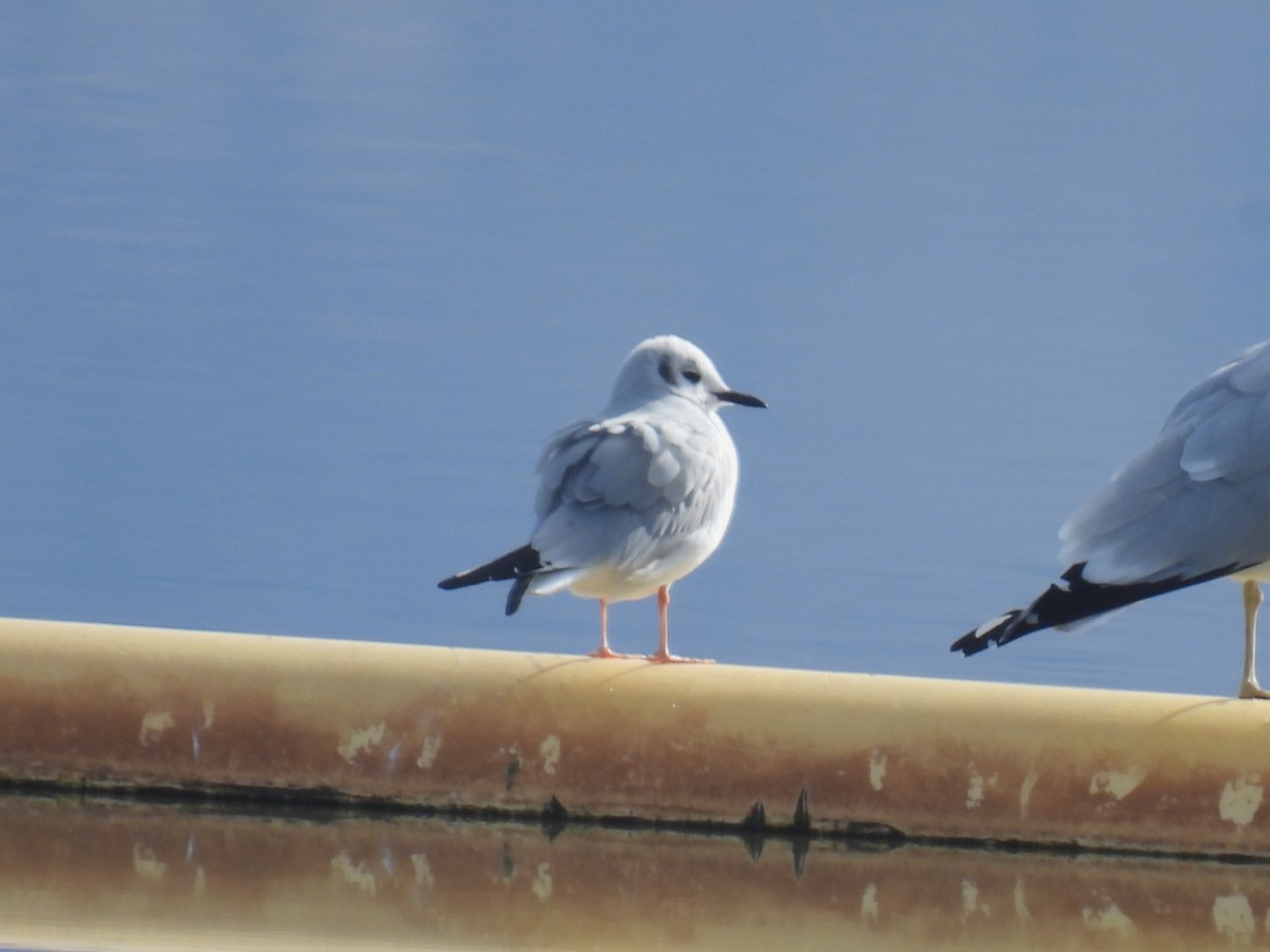 Мартин канадський - ML645959511