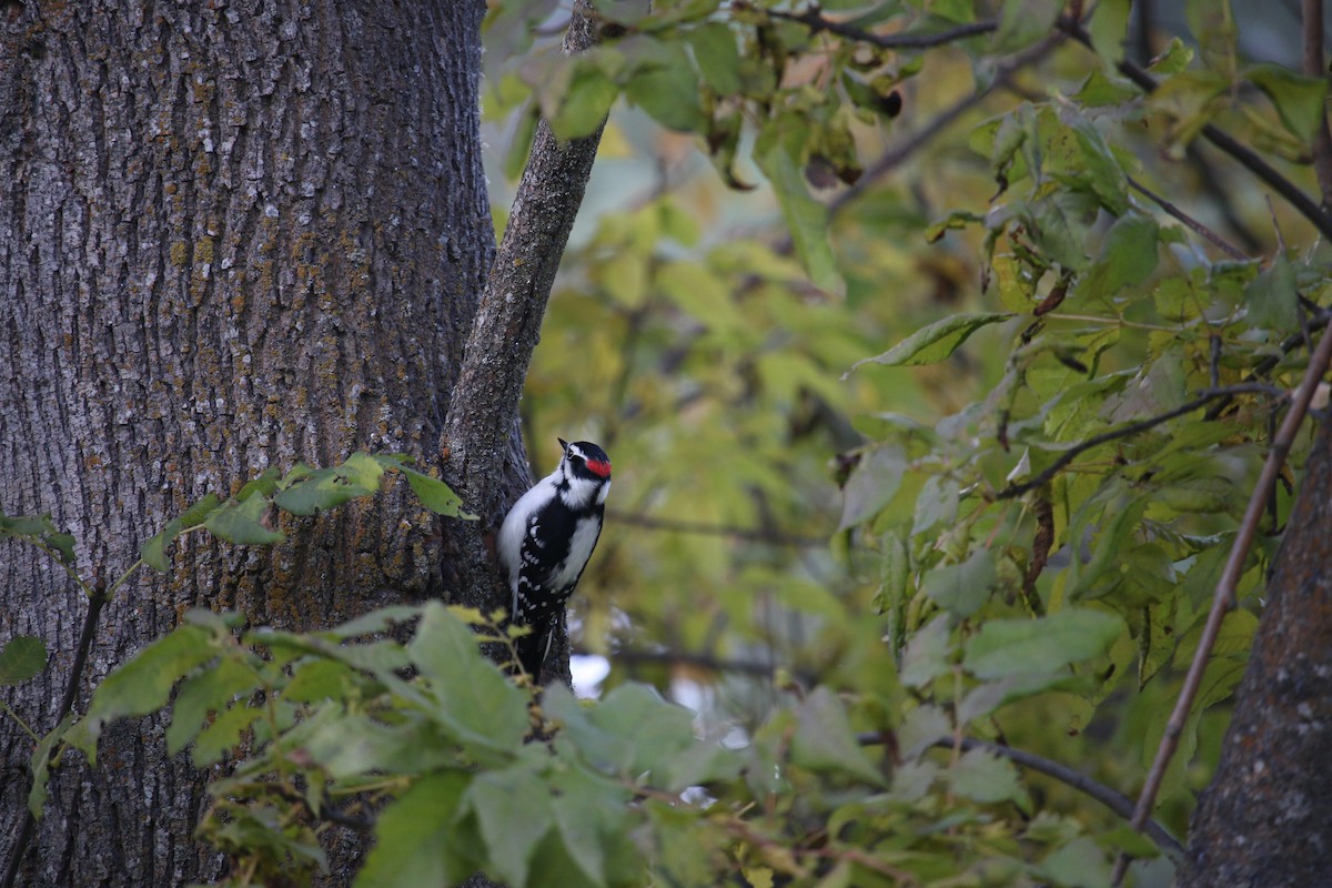 Дятел пухнастий - ML645959512