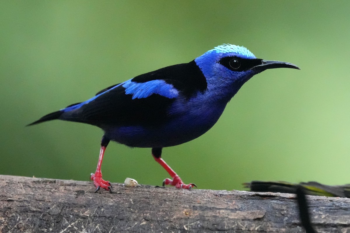 Танагра-медоїд бірюзова - ML645959517